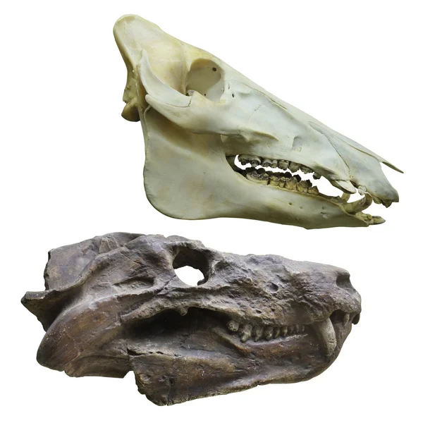 Dinosaur's skull — Stock Photo, Image