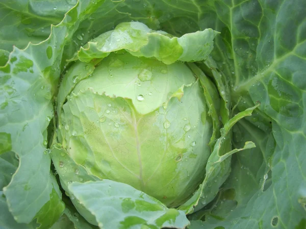 White cabbage — Stock Photo, Image