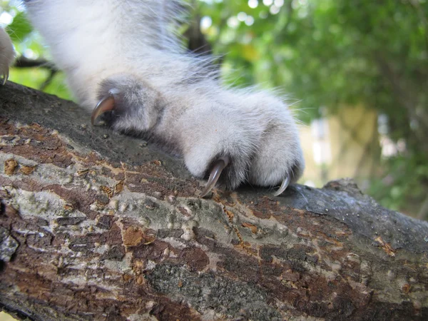 Kedi Patisi — Stok fotoğraf