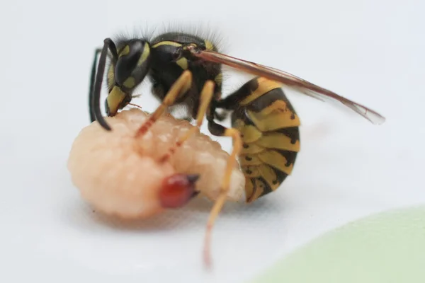 La guêpe mange une larve de ver — Photo