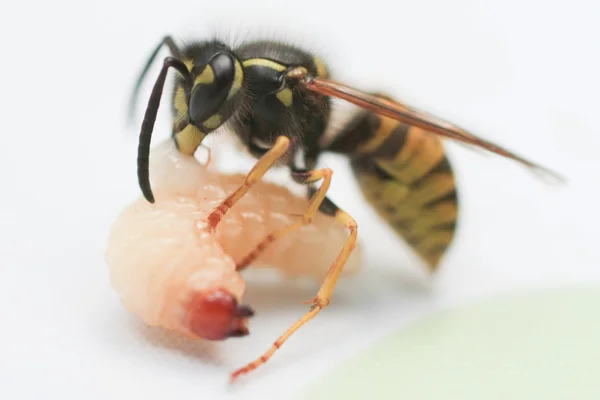 黄蜂吃一条小虫的幼虫 — 图库照片
