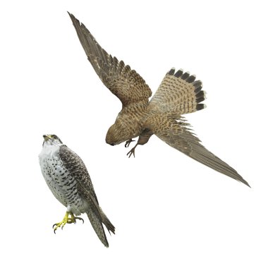 Gyrfalcon