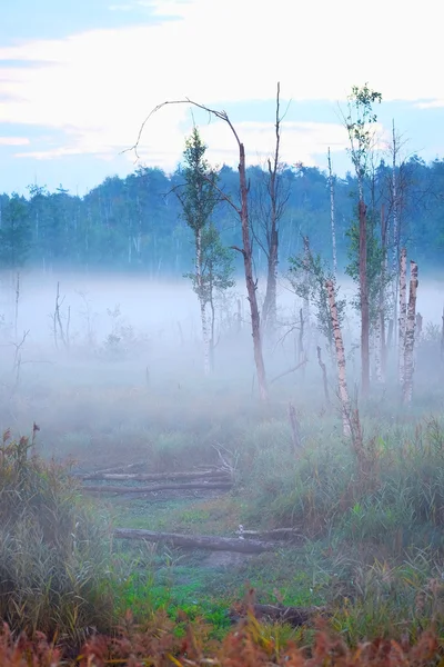 Morgennebel auf dem See — Stockfoto