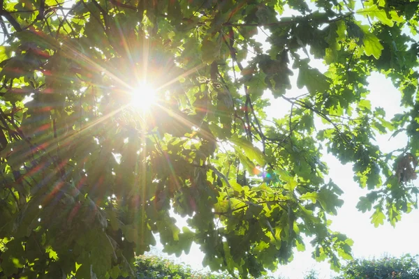 Sun rays and foliage — Stock Photo, Image