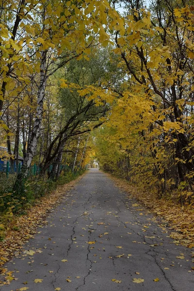 Country road in automn — Stock Photo, Image