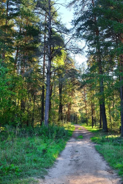 Alba autunnale nella foresta — Foto Stock