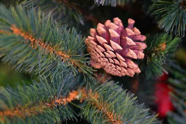 Xmas ağacı — Stok fotoğraf