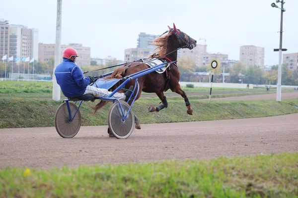 Caballo y jinete en una carrera de caballos — Foto de Stock