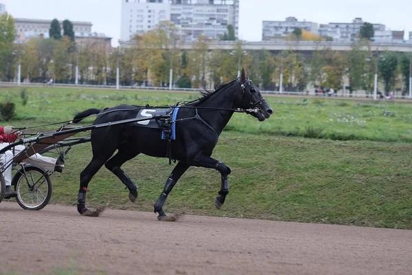 Häst och ryttare på en hästkapplöpning — Stockfoto