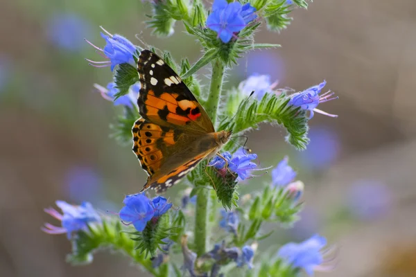 Mariposa en una flor — Foto de Stock