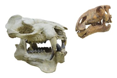 dinozorun iskeleti
