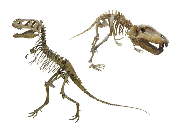 De dinosaurus skelet — Stockfoto