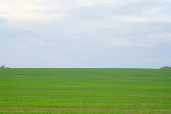 Campo verde — Foto de Stock