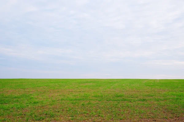 Campo verde — Fotografia de Stock