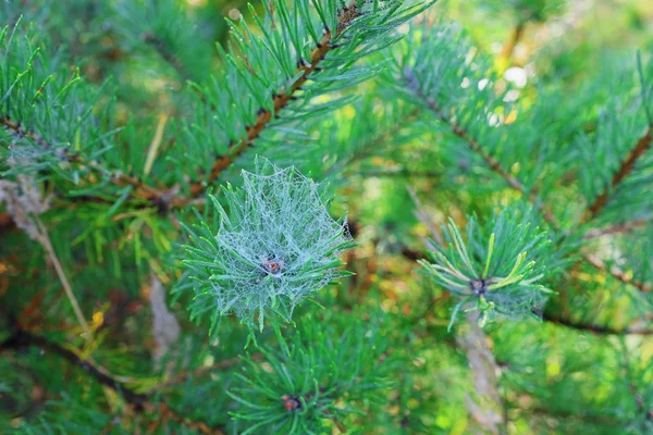 松の枝の web — ストック写真