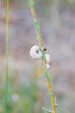 Dalı üzerinde iki salyangoz