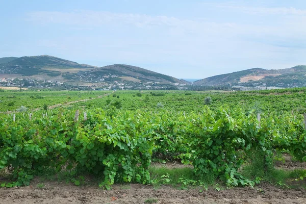 Vineyards with grapes — Stock Photo, Image