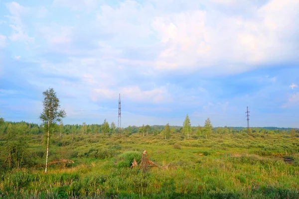 Лес в болоте — стоковое фото