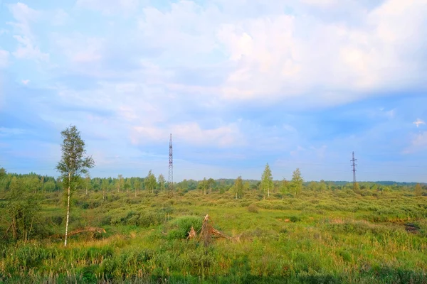 Forest in moeras — Stockfoto