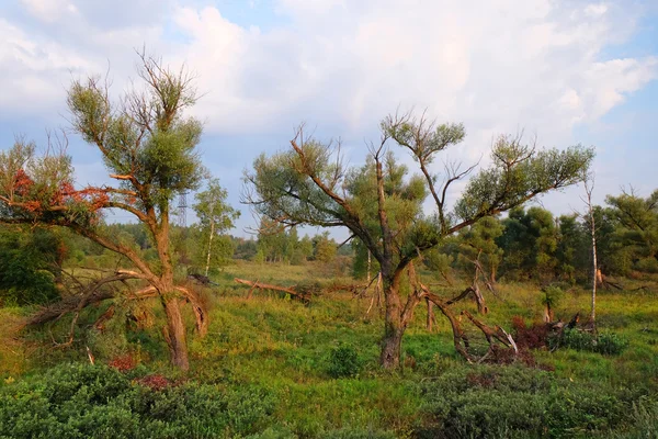 Stervende willow tree — Stockfoto