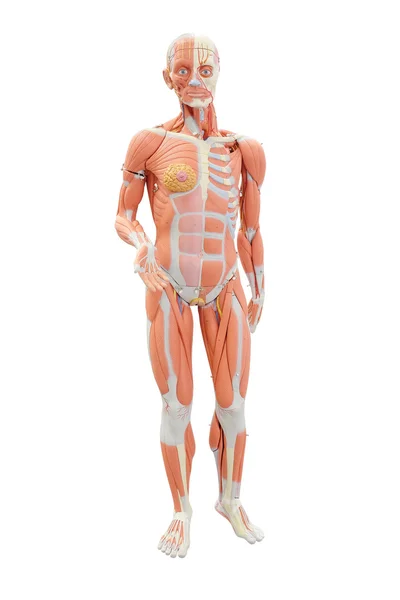 Ihmisen anatomia — kuvapankkivalokuva
