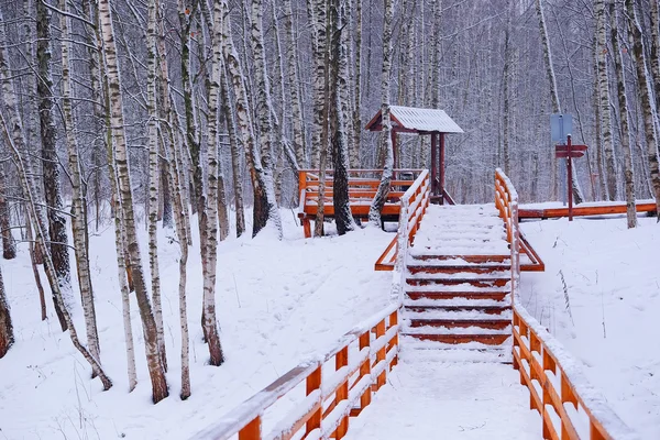 Scala in legno nella foresta — Foto Stock