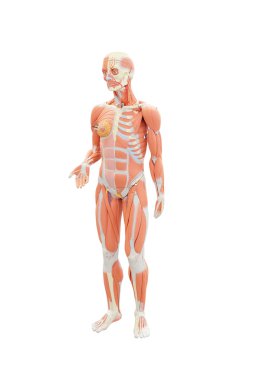 İnsan anatomisi manken