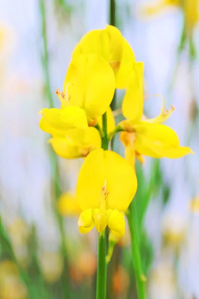 黄色花的形象 — 图库照片