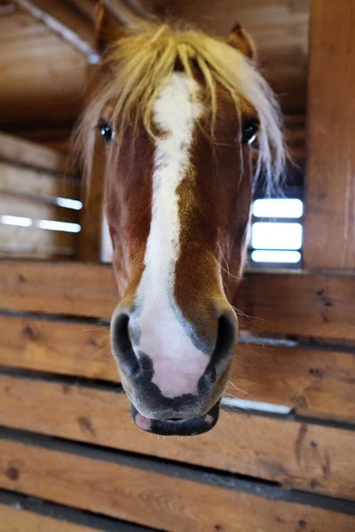 Kůň se dívá na kameru — Stockfoto