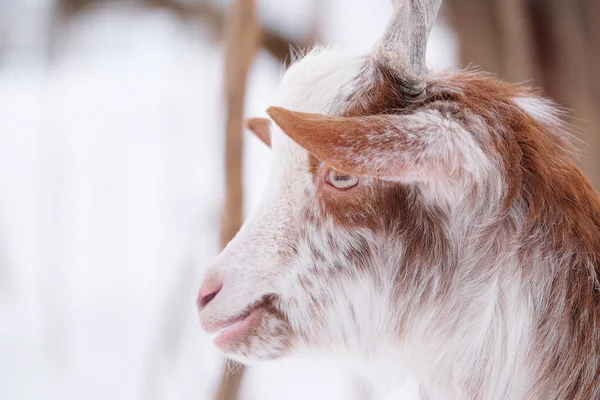 Head of the goat — Stock Photo, Image