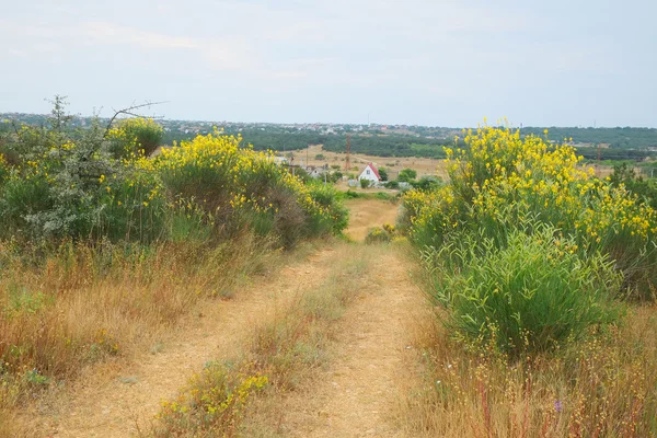 Veld met wilde bloemen — Stockfoto