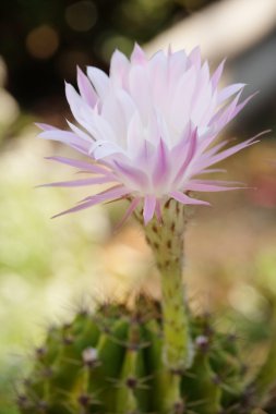 blomming kaktüs çiçeği