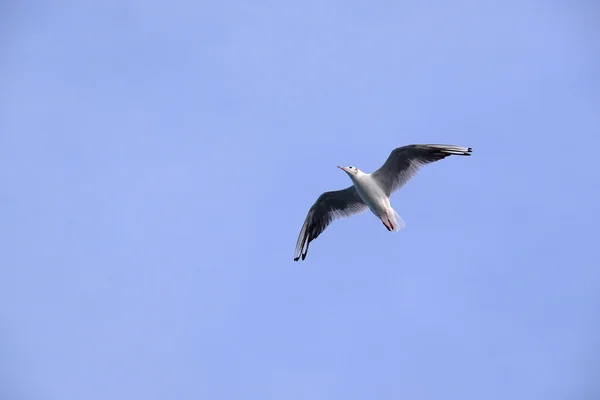 Gaviota —  Fotos de Stock