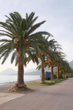 Palmiye ağacı görüntüsünü