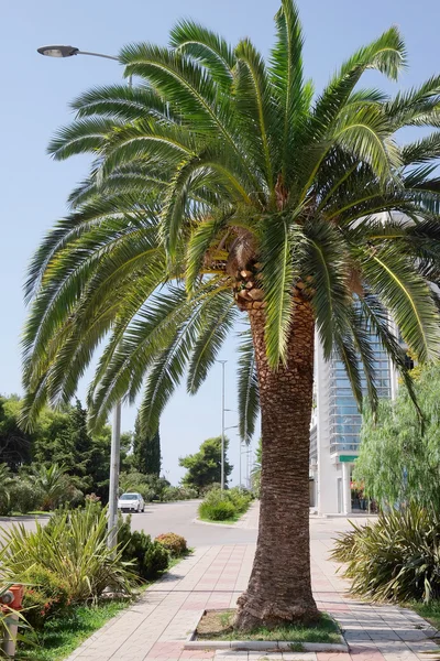 Imagen de palmera —  Fotos de Stock