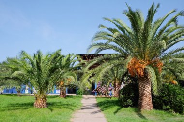 Palmiye ağacı görüntüsünü