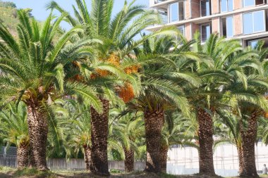 Palmiye ağacı görüntüsünü