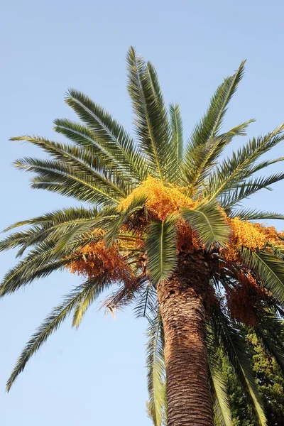 Image of palm tree — Stock Photo, Image