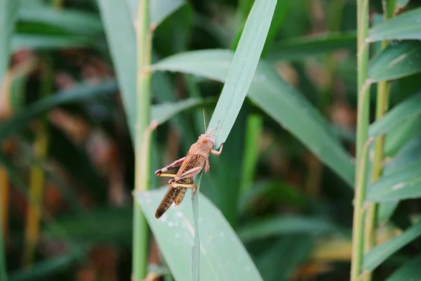 Heuschrecke sitzt im grünen Gras — Stockfoto