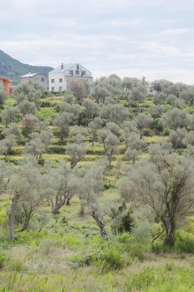 Mediterraan landschap met de afbeelding van de olijfgaard — Stockfoto