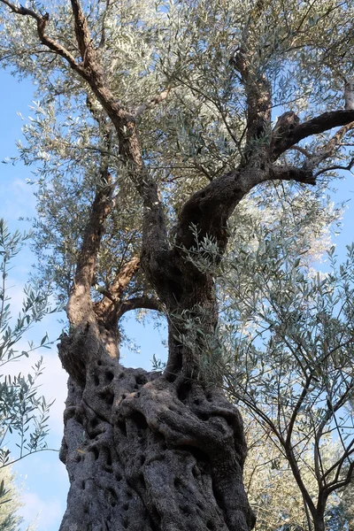 Obraz drzewa oliwne — Zdjęcie stockowe