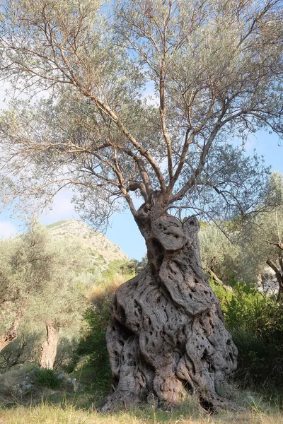 Afbeelding van een olijfbomen — Stockfoto