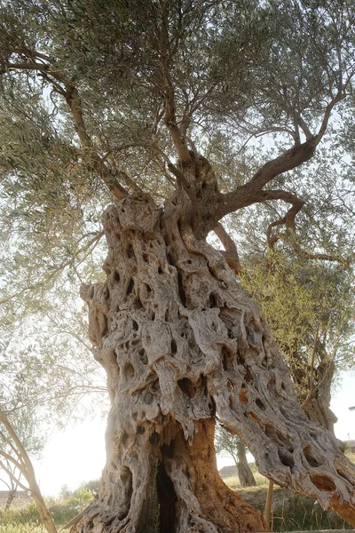 Obraz drzewa oliwne — Zdjęcie stockowe