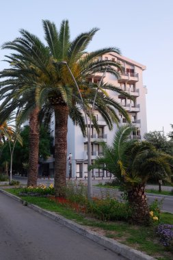 Palmiye ağaçları içinde Bar