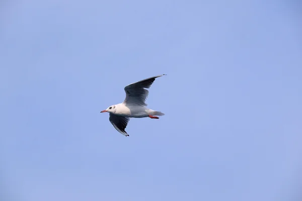 Image of seagull — Stock Photo, Image