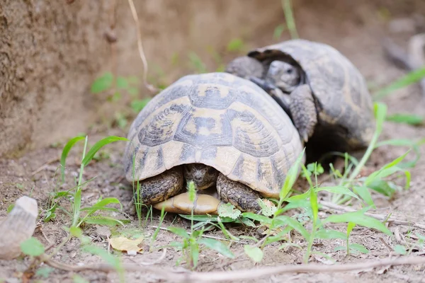 Yerde sürünen kaplumbağalar — Stok fotoğraf