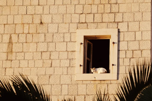A imagem do gato está em uma janela — Fotografia de Stock