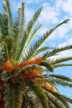 görüntü bir palmiye