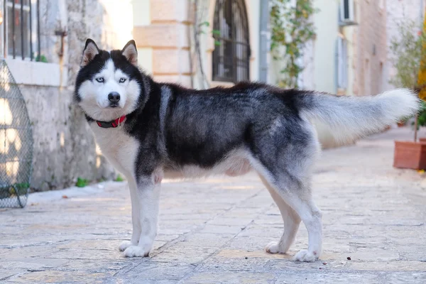 Race Husky de Sibérie — Photo