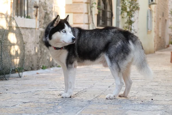 Dog of Siberian Husky breed — Stock Photo, Image